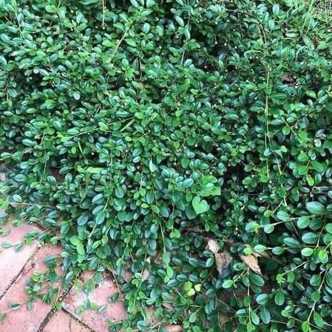 Cotoneaster dammeri Radicans