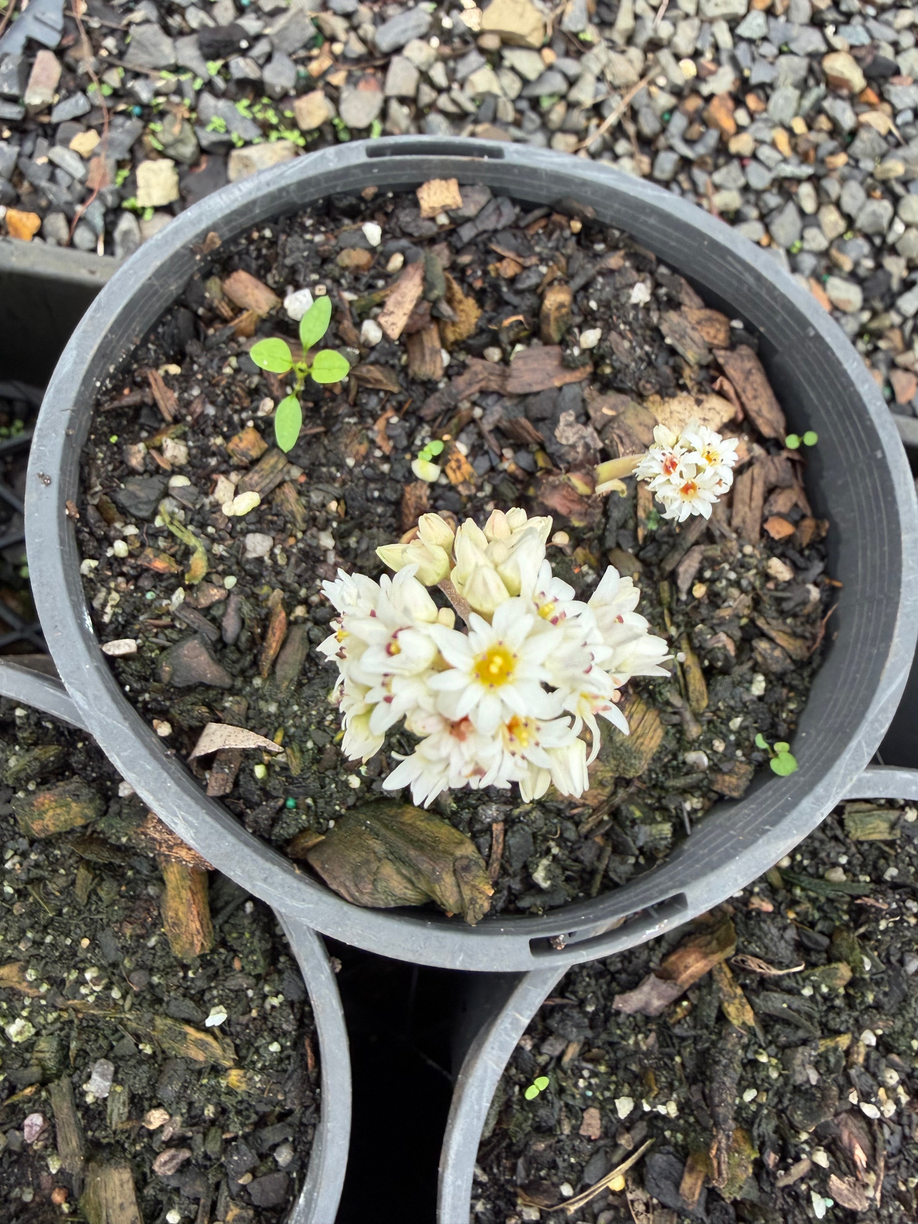 Mukdenia rossii