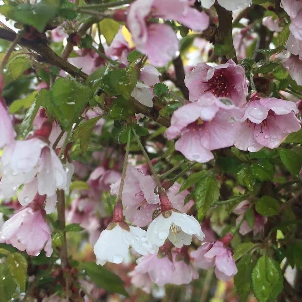 Prunus incisa Kojo-No-Mai (Fuji Cherry)-Yamina Rare Plants