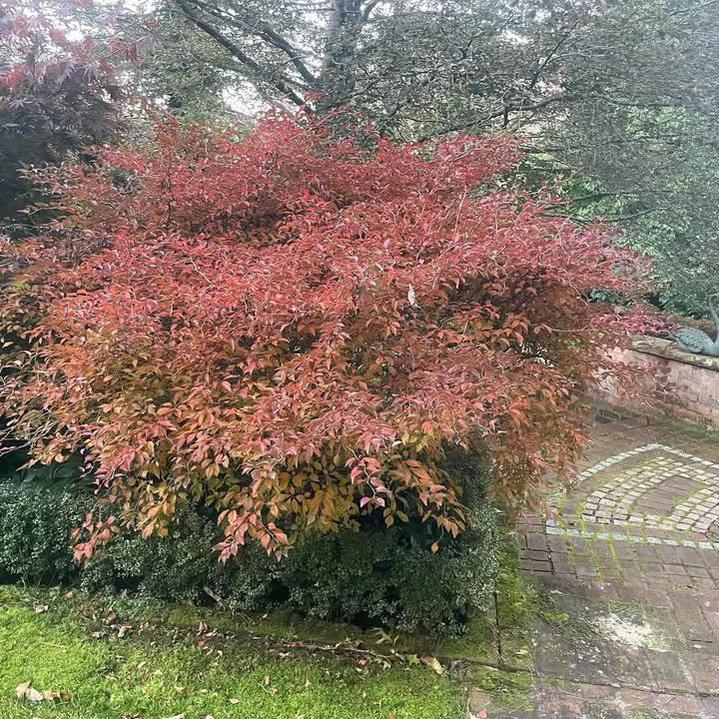 Prunus incisa Kojo-No-Mai (Fuji Cherry)-Yamina Rare Plants