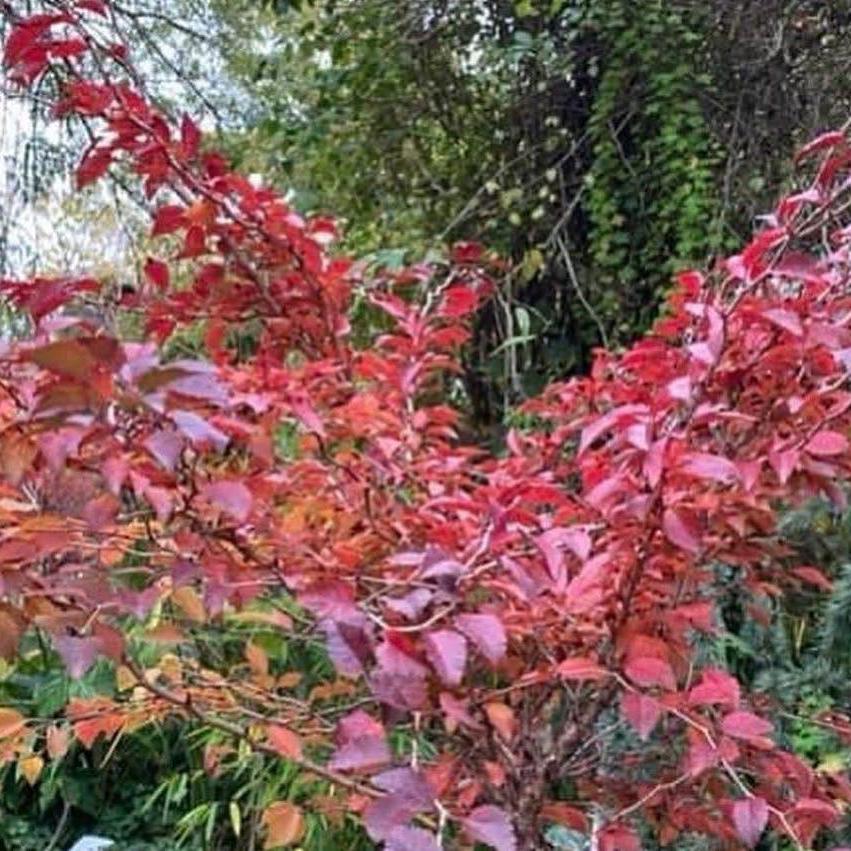 Prunus incisa Kojo-No-Mai (Fuji Cherry)-Yamina Rare Plants