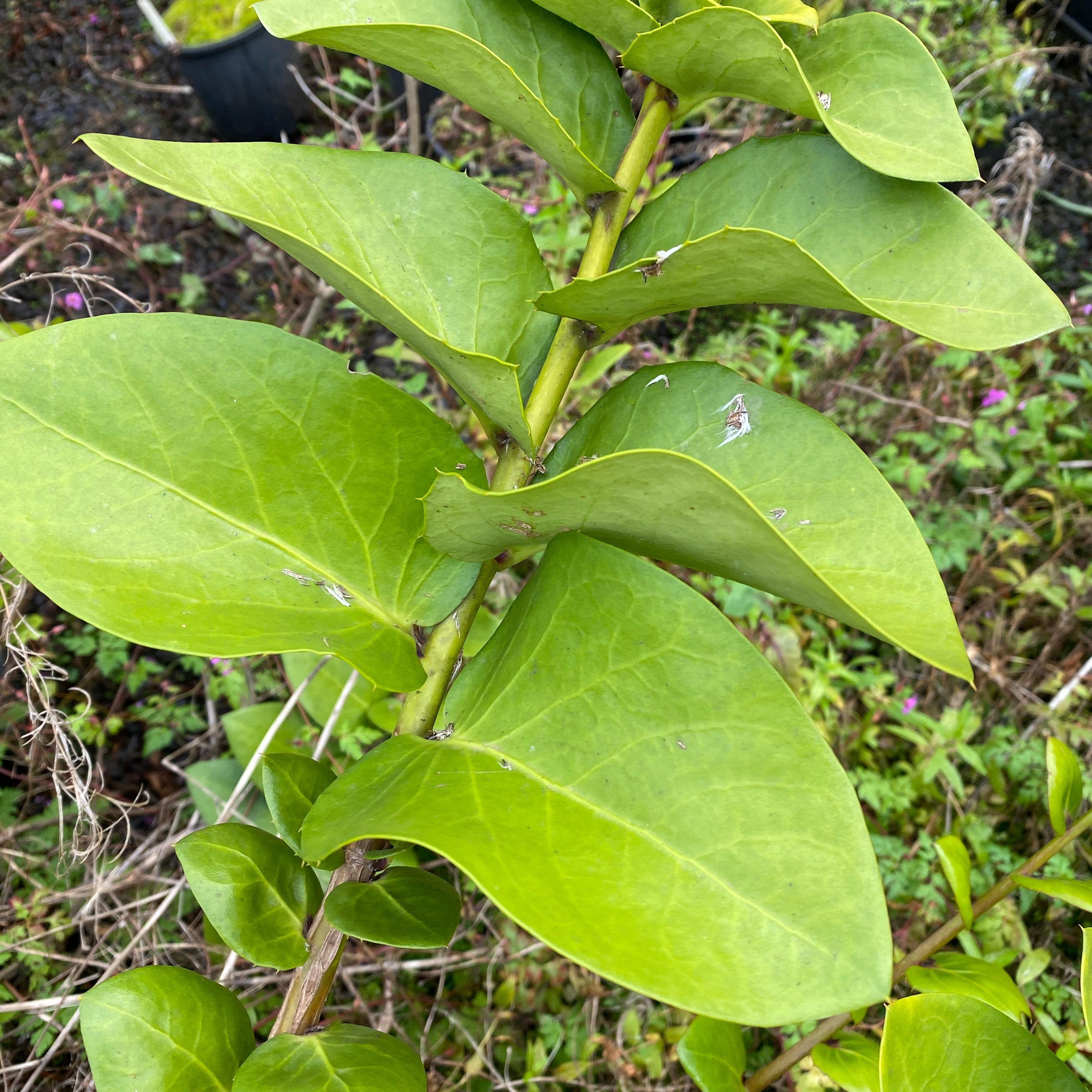 Griselinia scandens