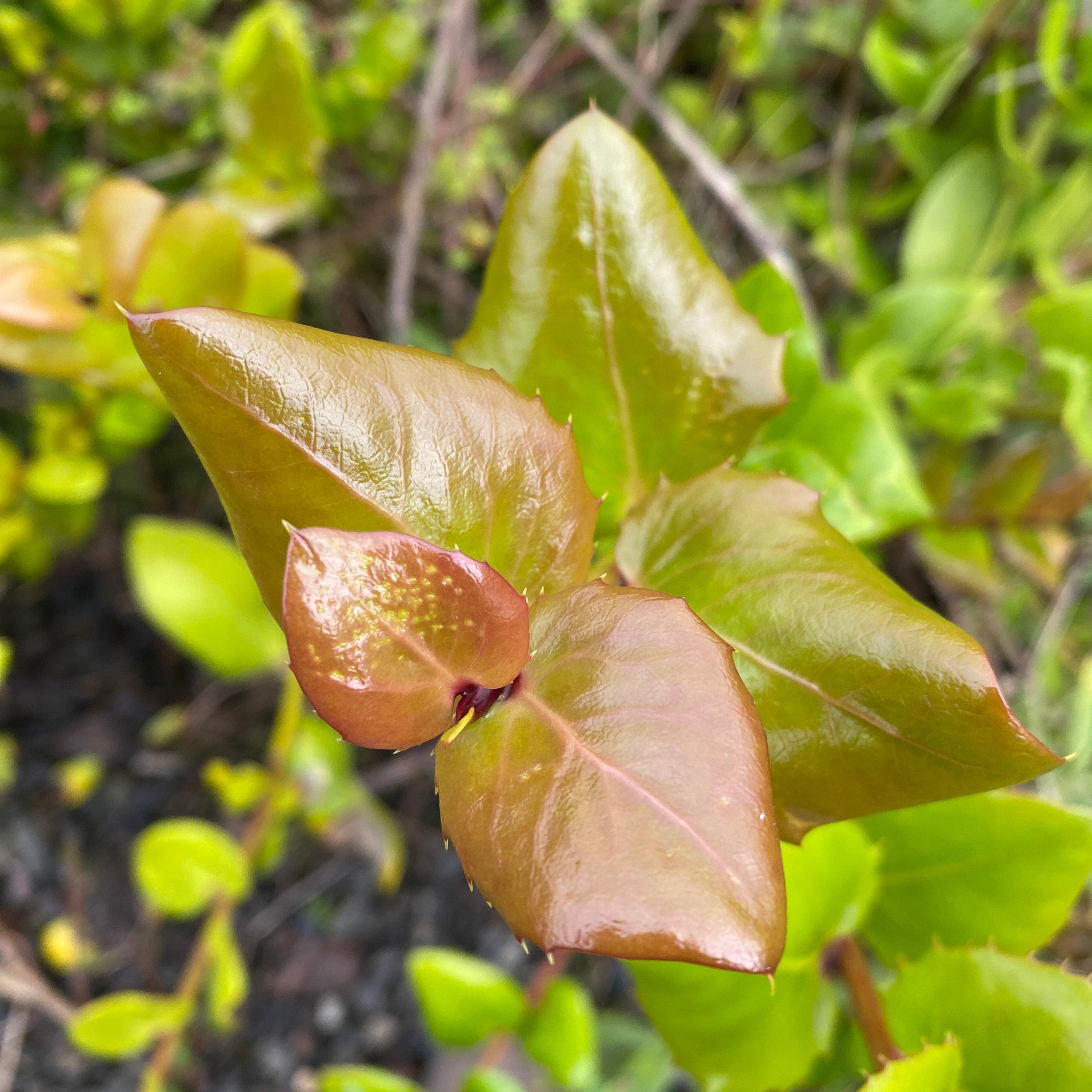 Griselinia scandens