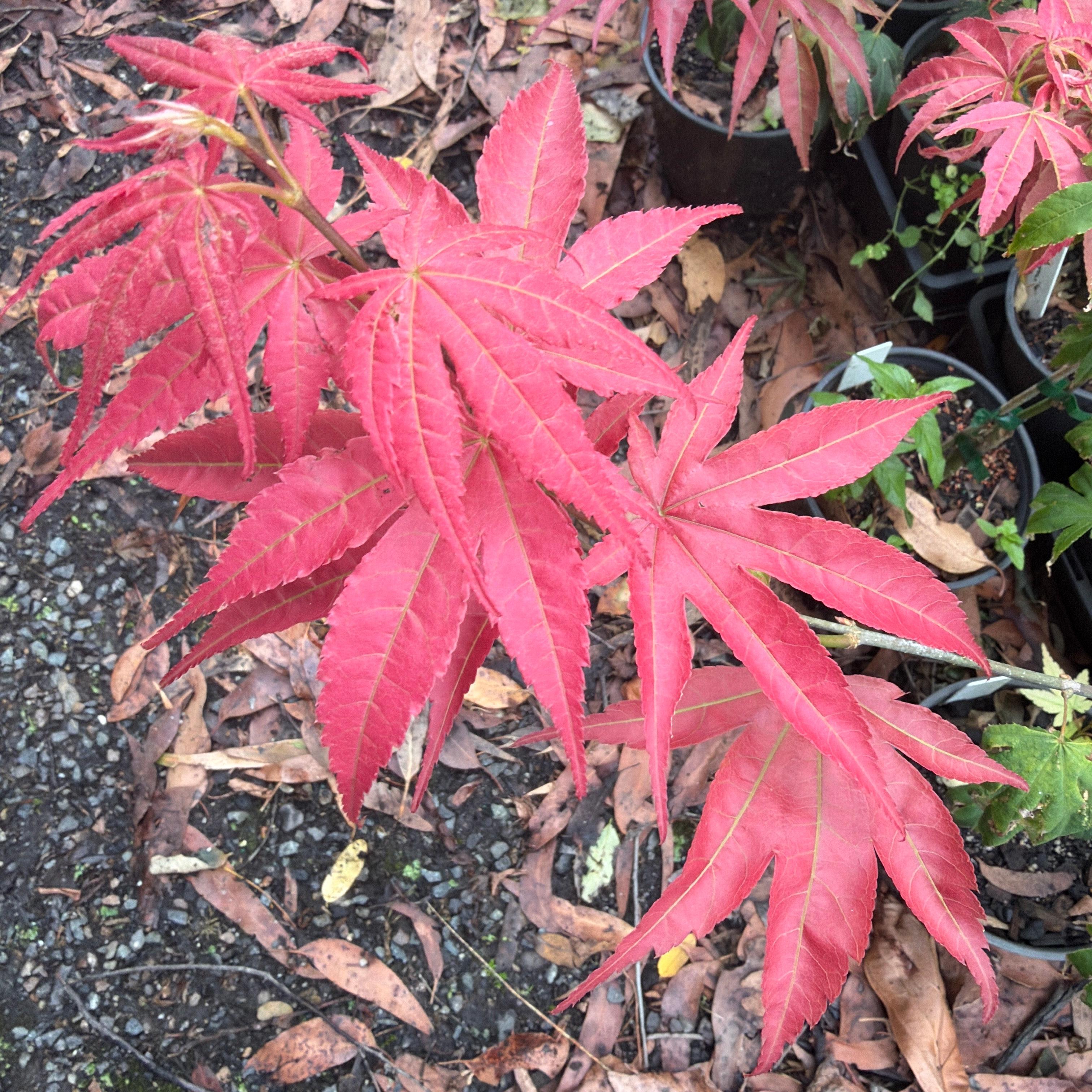 Red leaves of a Japanese maple plant on a dark soil background
