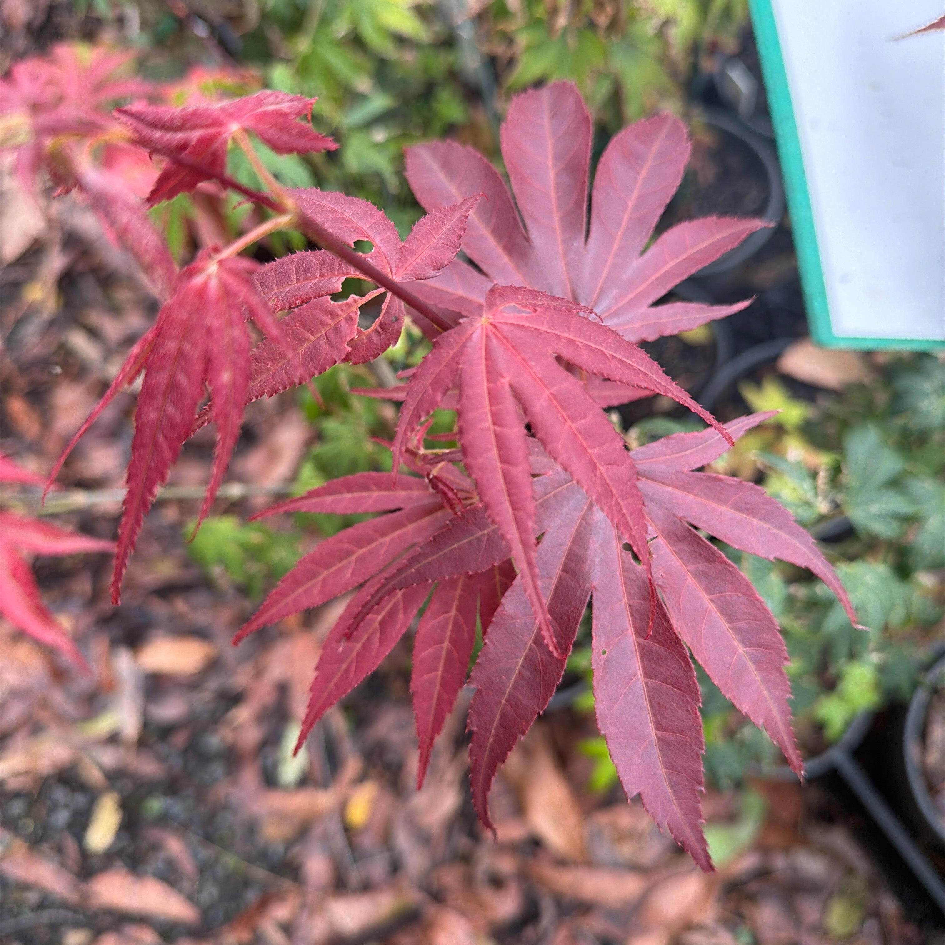 Acer palmatum 'Beni Kagami'