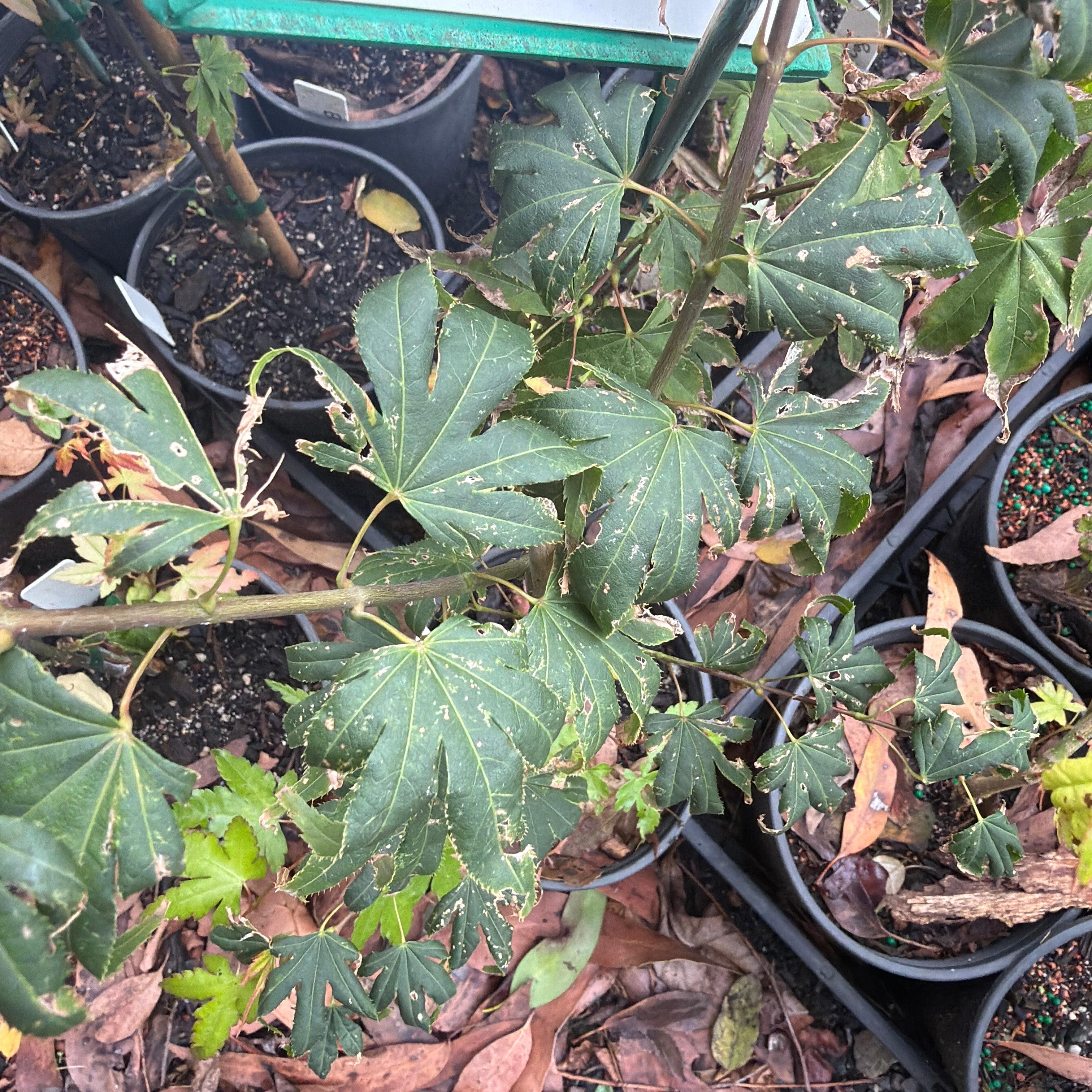 Acer palmatum 'Beni Kagami'