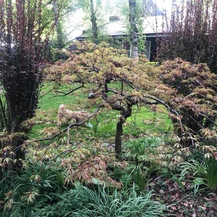 Acer palmatum 'Dissectum Palmatifidum'-1