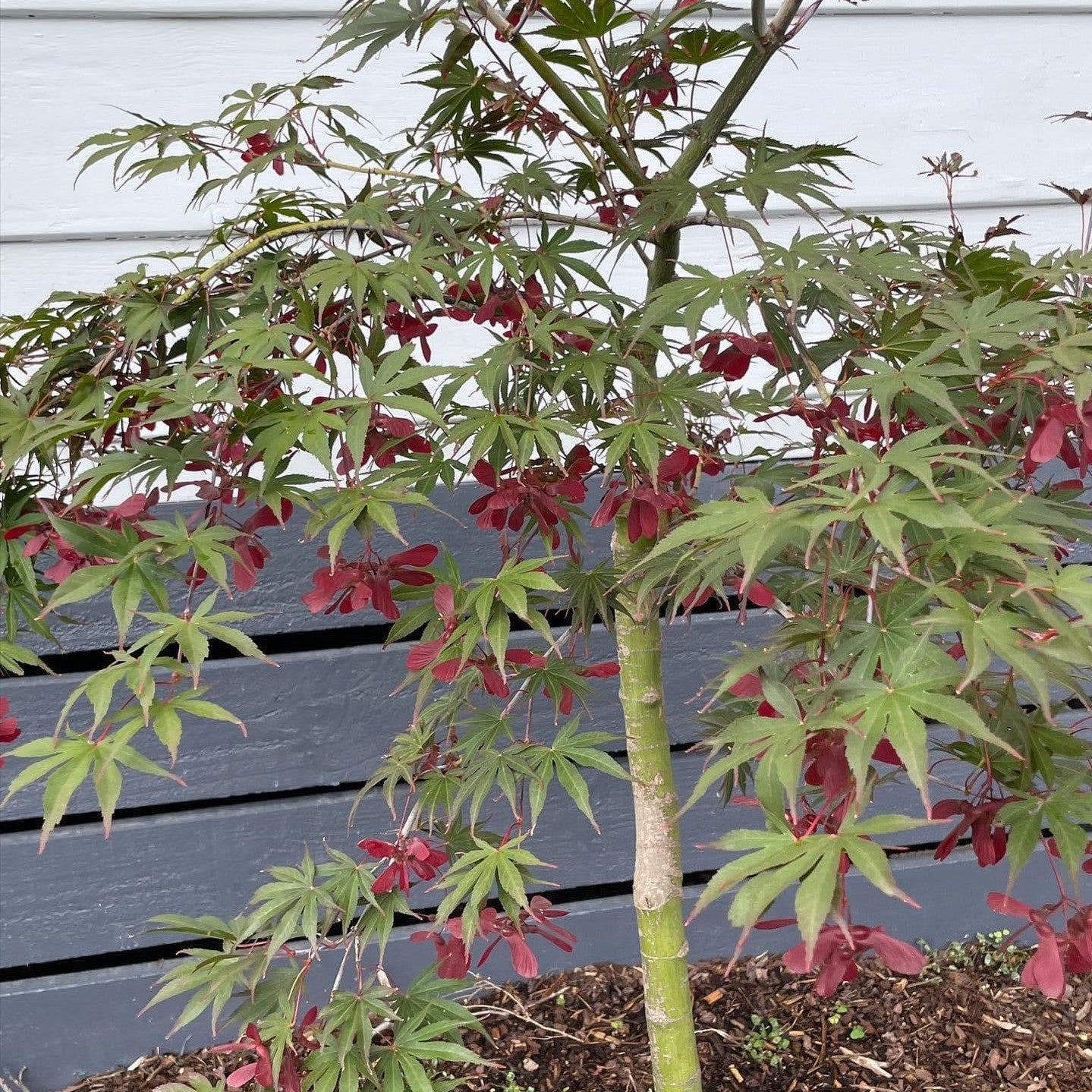 Acer palmatum Oshu Shidare-1