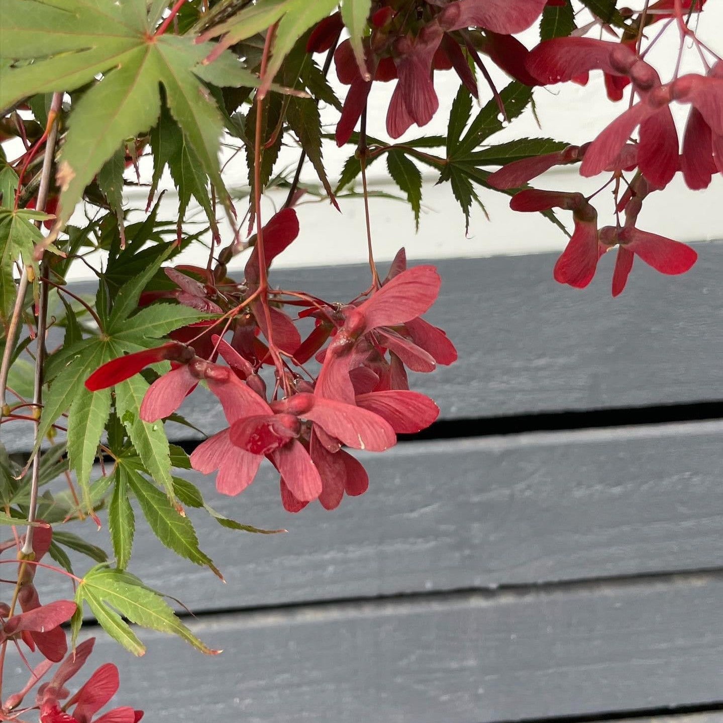 Acer palmatum Oshu Shidare-2