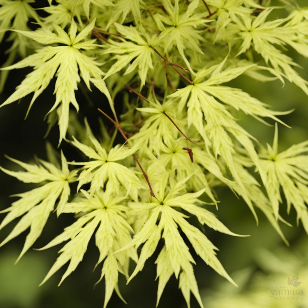 Acer palmatum dissectum 'Lemon Chiffon'
