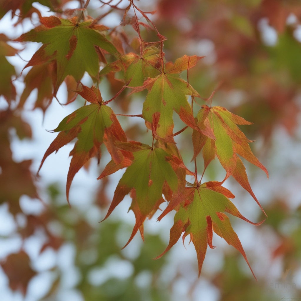 Acer truncatum