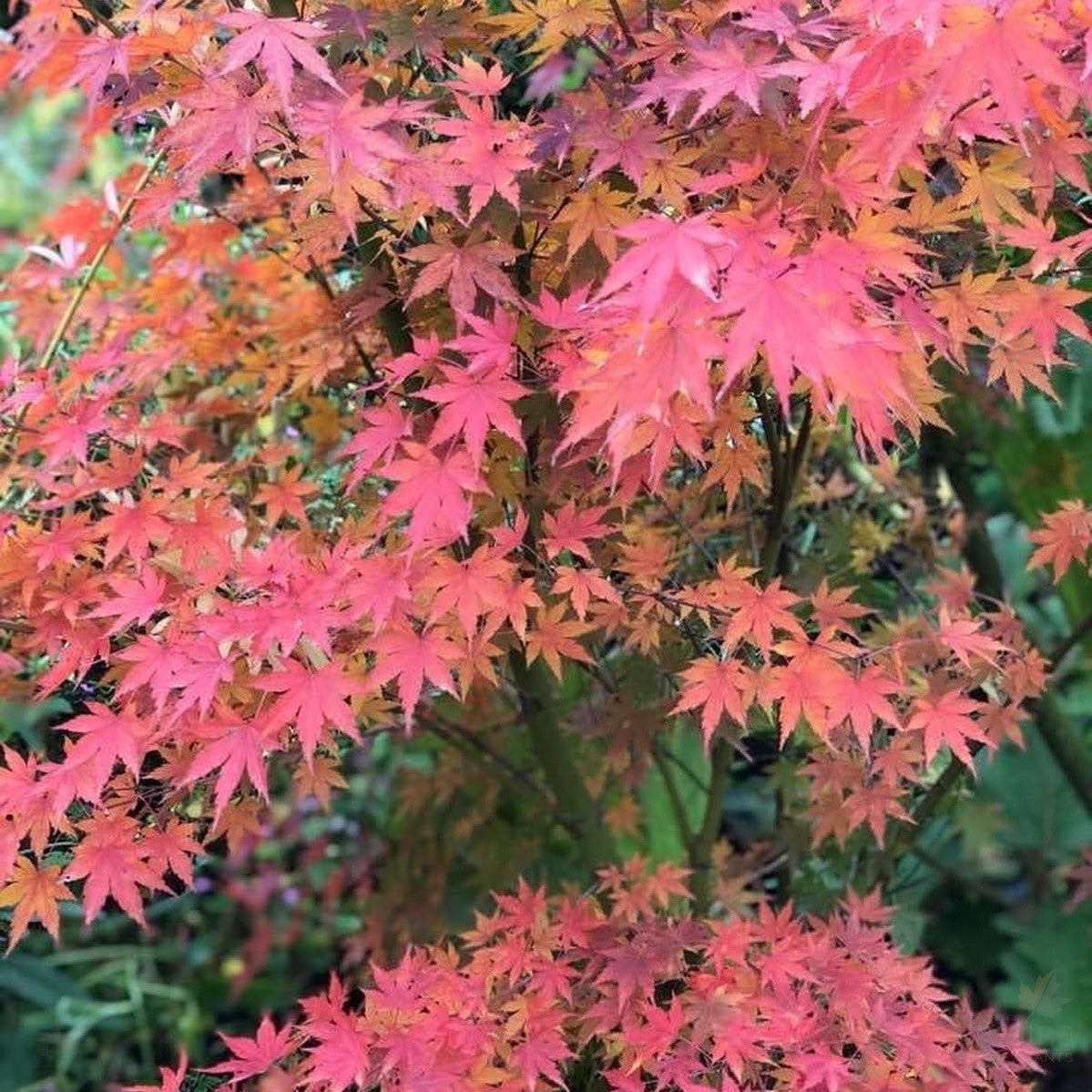 Acer palmatum Winter Flame-Yamina Rare Plants