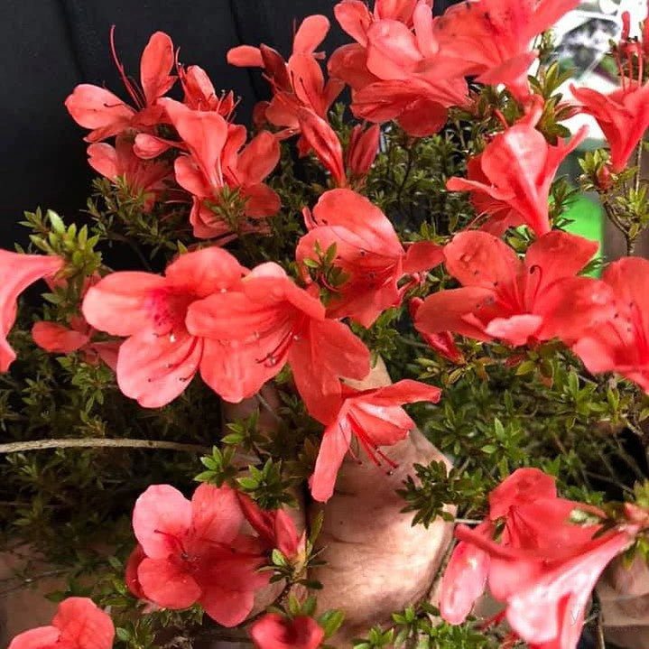 Azalea nakaharae