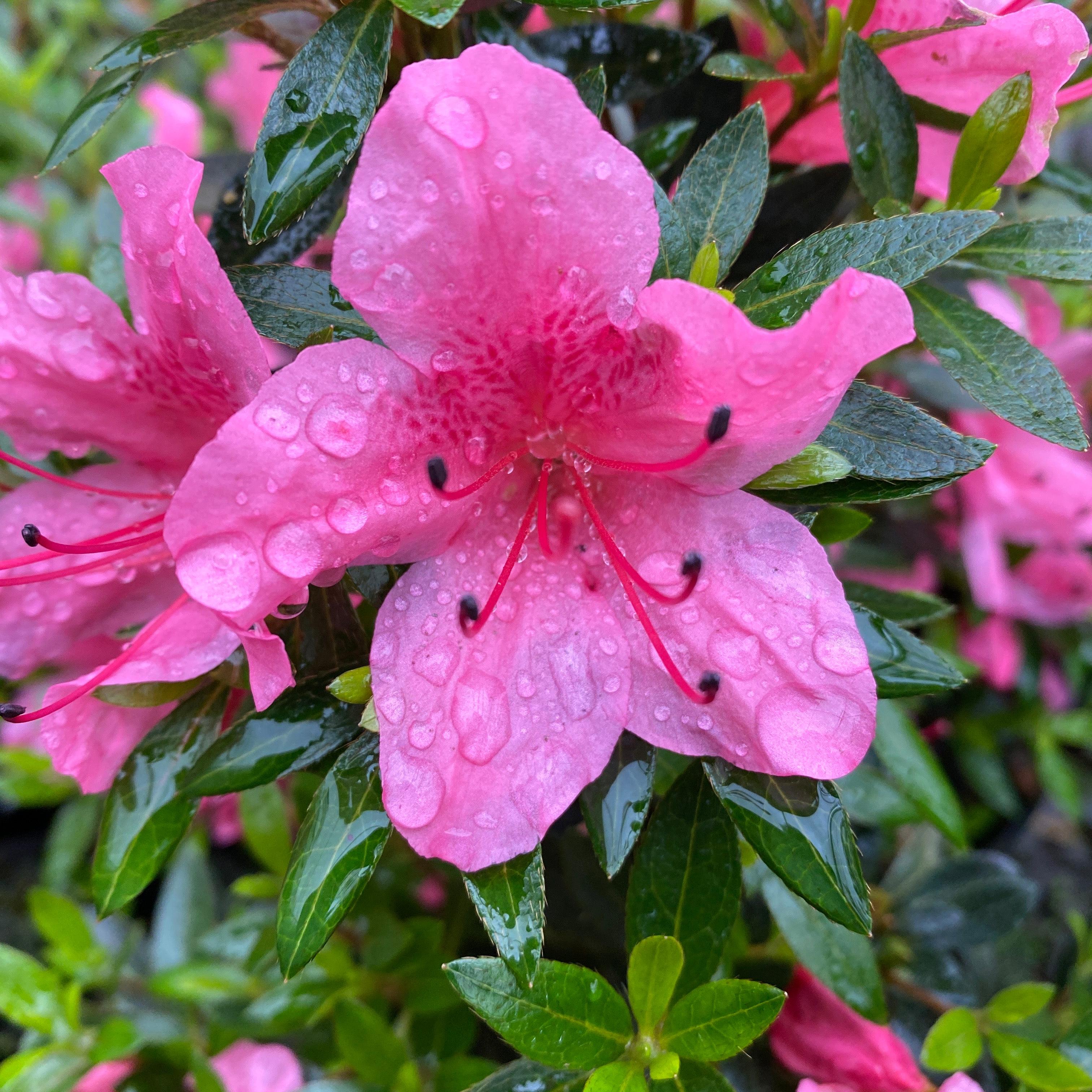 Pink flowers with water droplets on a green leafy background