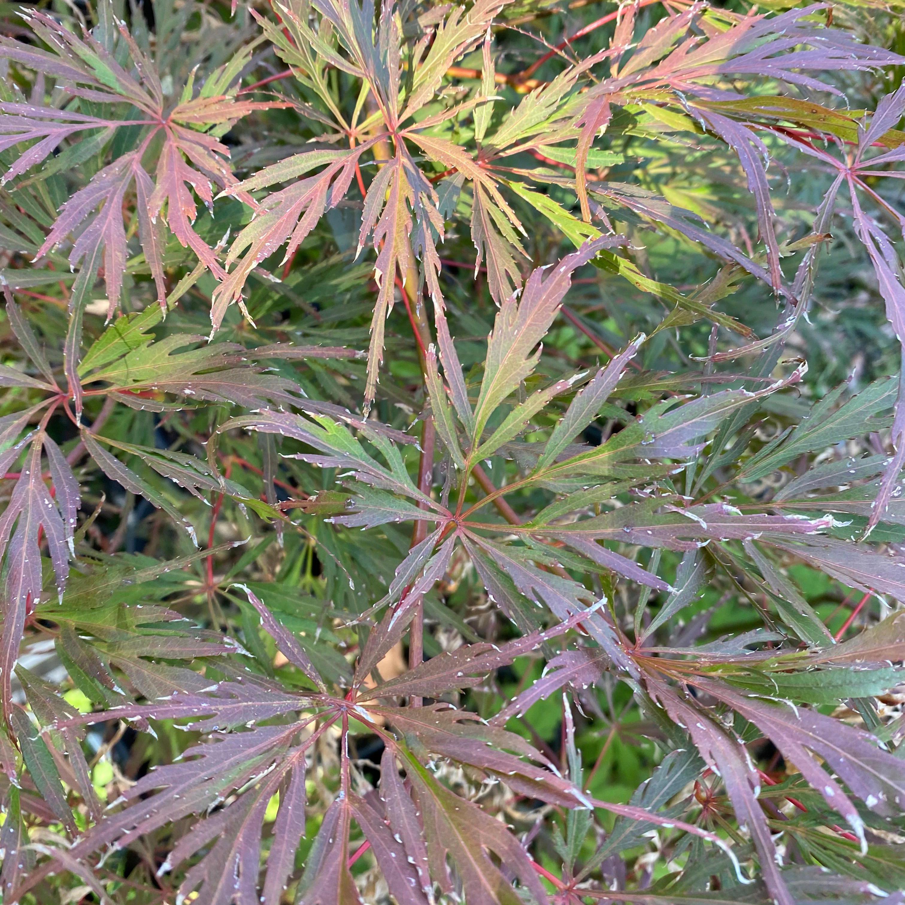 Acer palmatum dissectum Lionheart-Yamina Rare Plants