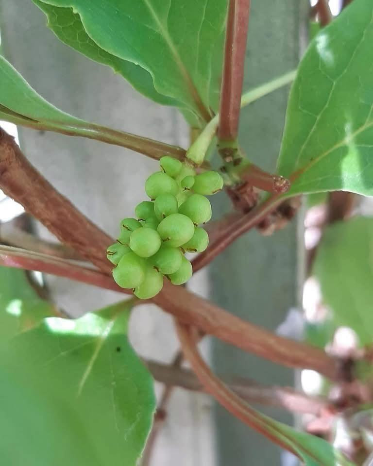 Schisandra chinensis