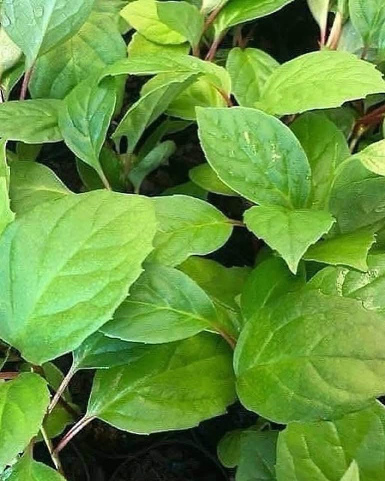 Schisandra chinensis