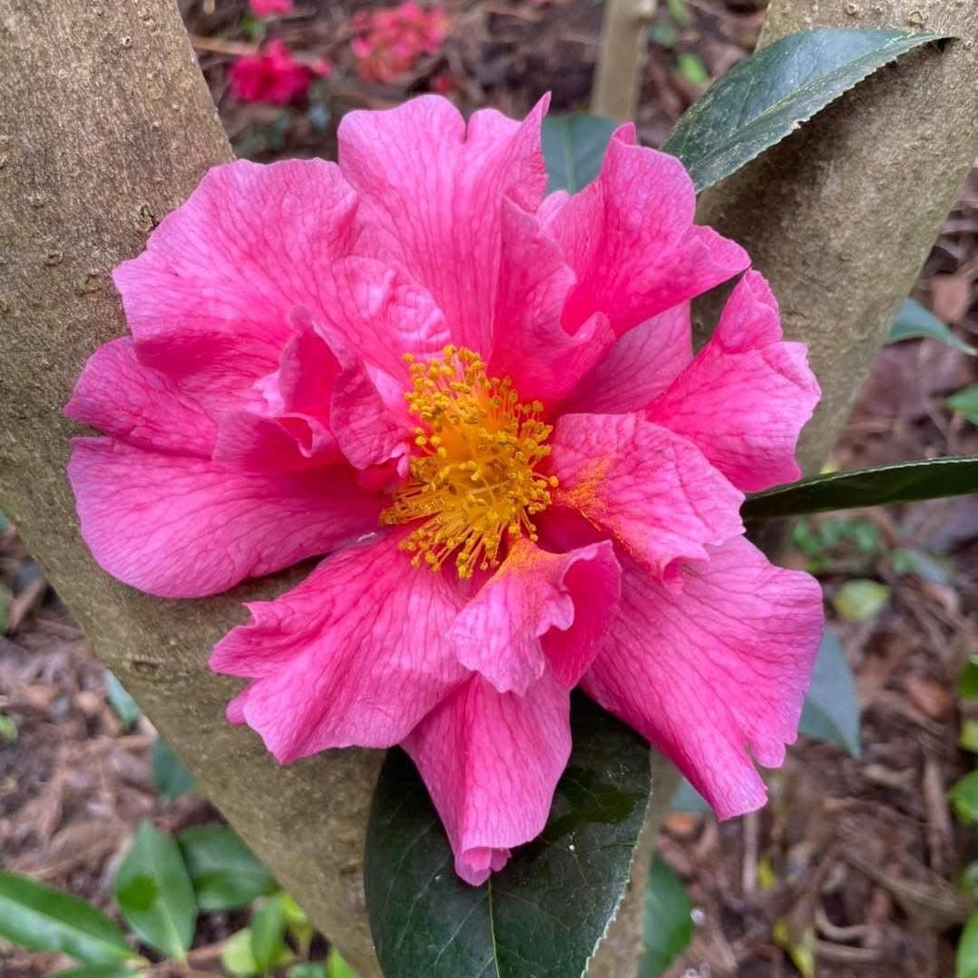 Camellia reticulata Milo Rowell 