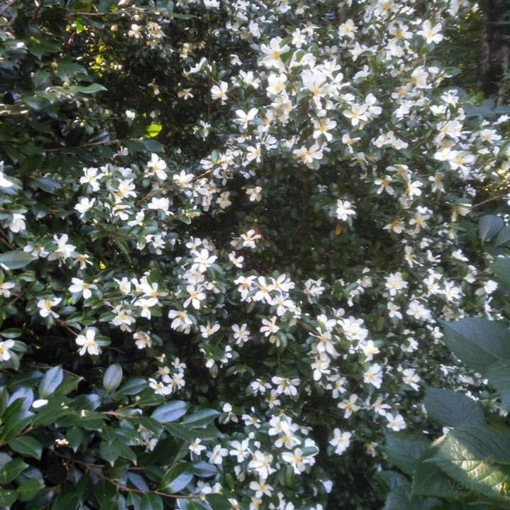 Camellia brevistyla-1
