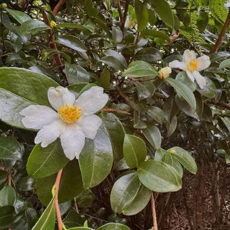 Camellia kissi
