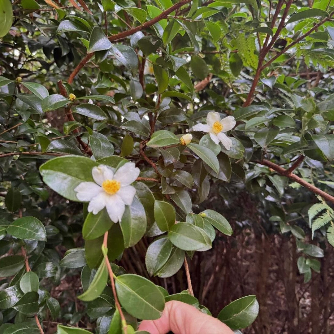 Camellia kissi 2