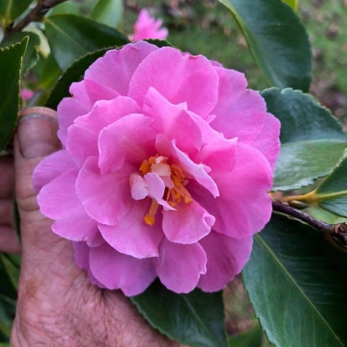 Camellia sasanqua Marge Miller 3