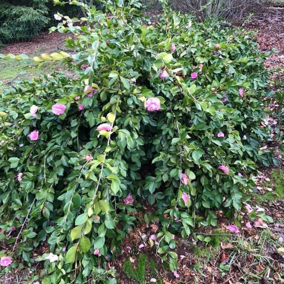Camellia sasanqua Marge Miller 4