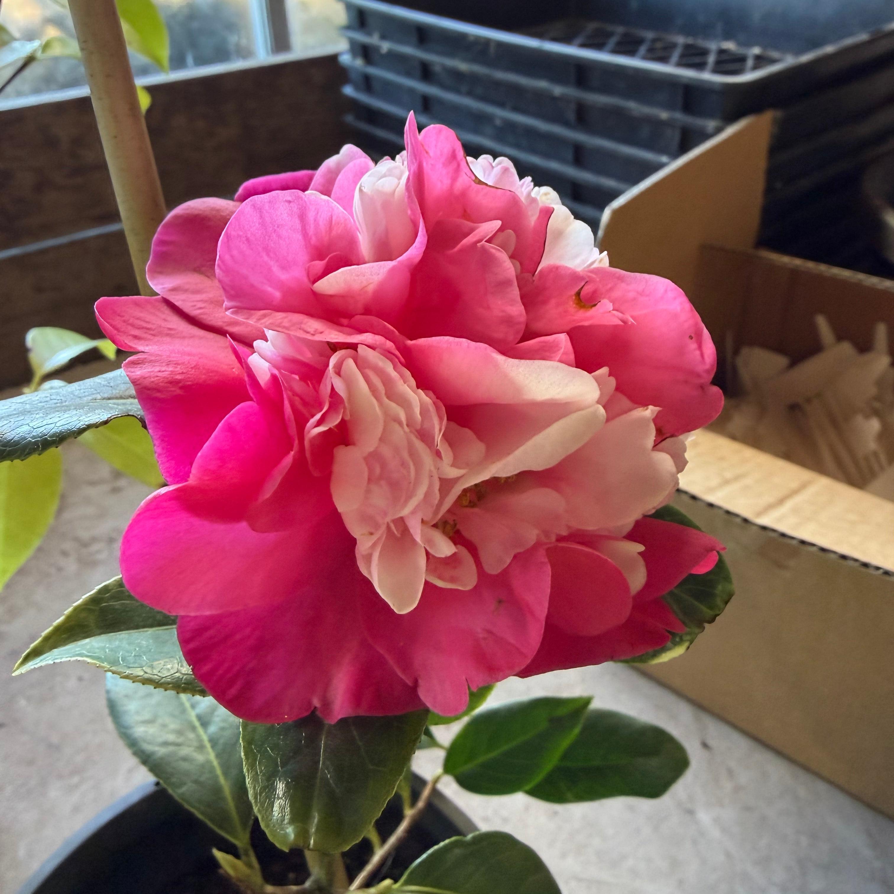 Camellia x reticulata Greentree's Joy