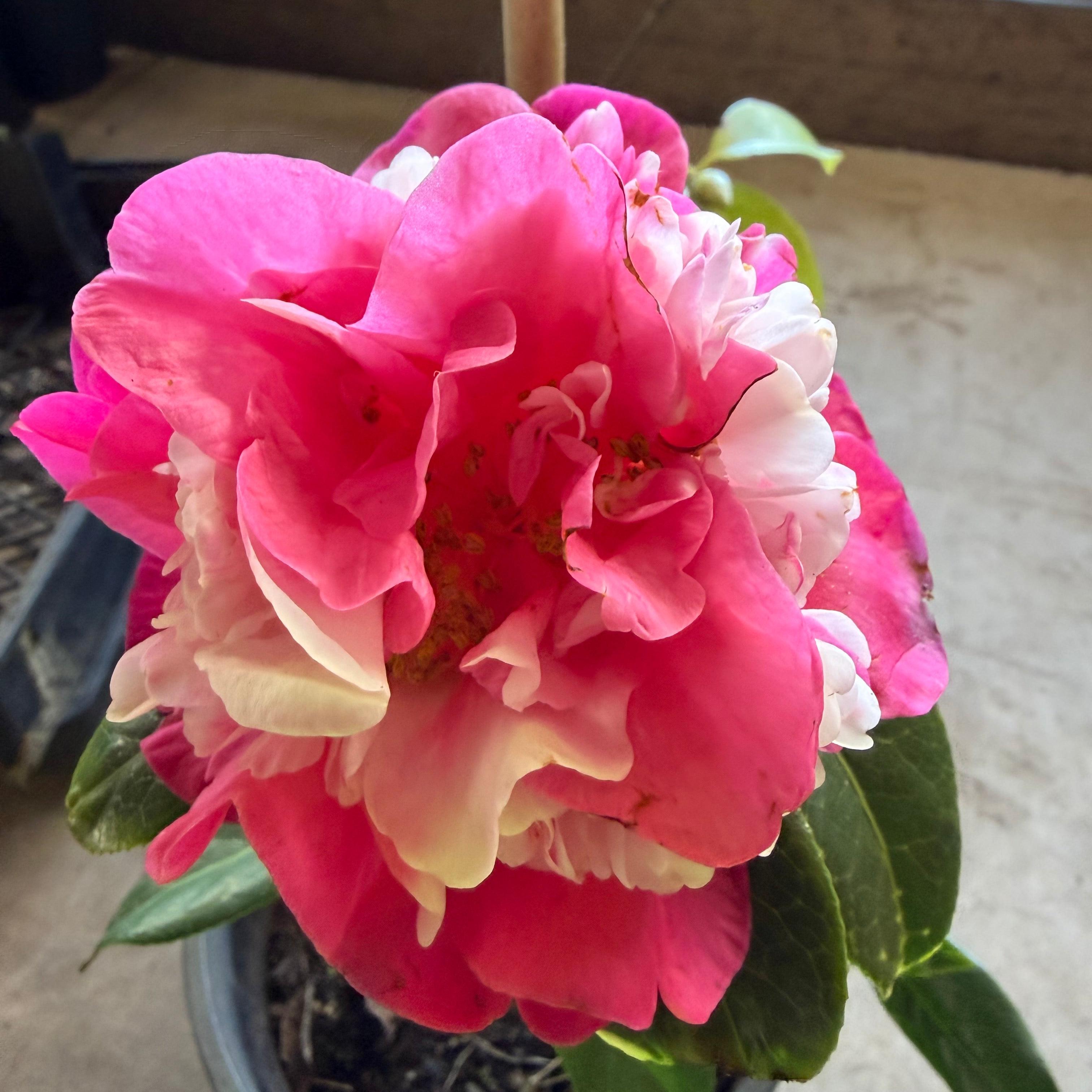 Camellia x reticulata Greentree's Joy