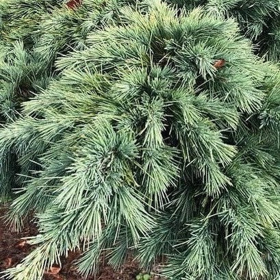 Cedrus libani Hedghog