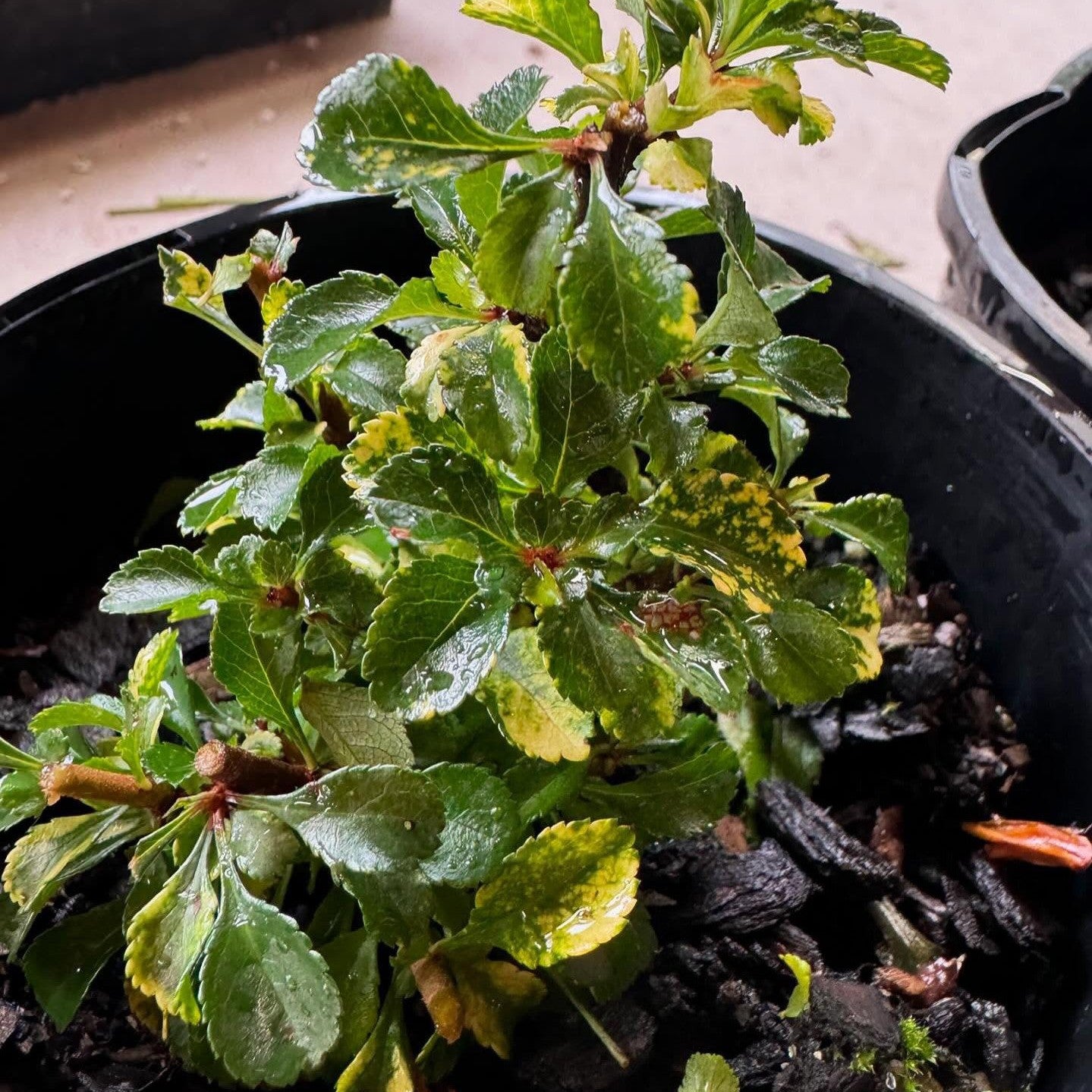 Chaenomeles japonica Chojubai 3
