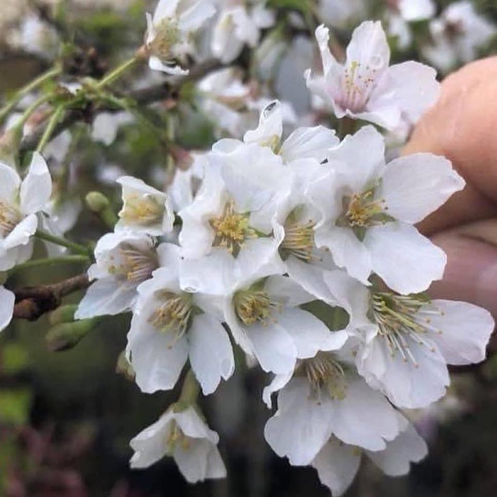 Prunus incisa Kojo-No-Mai (Fuji Cherry)-Yamina Rare Plants
