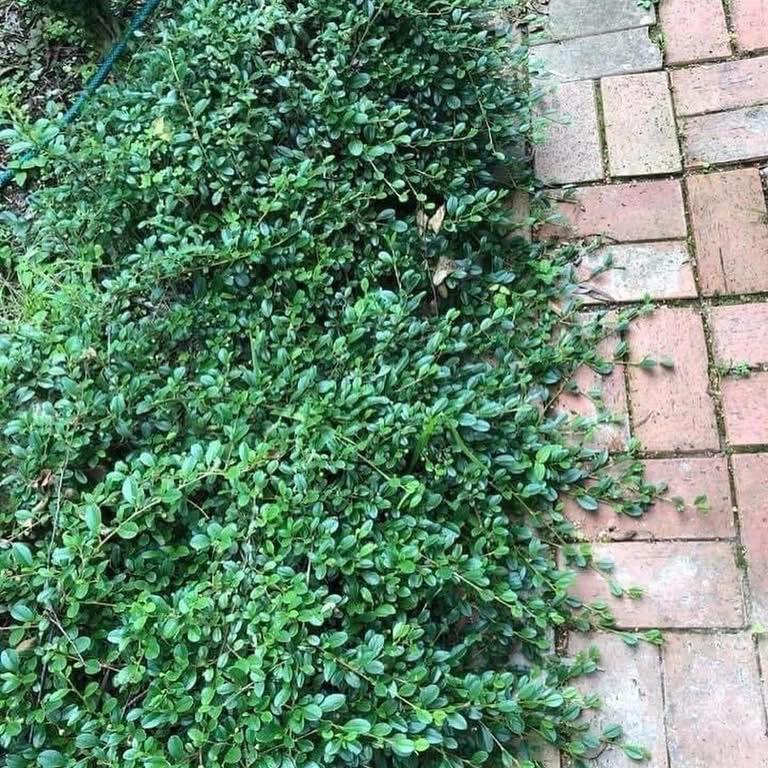 Cotoneaster dammeri Radicans