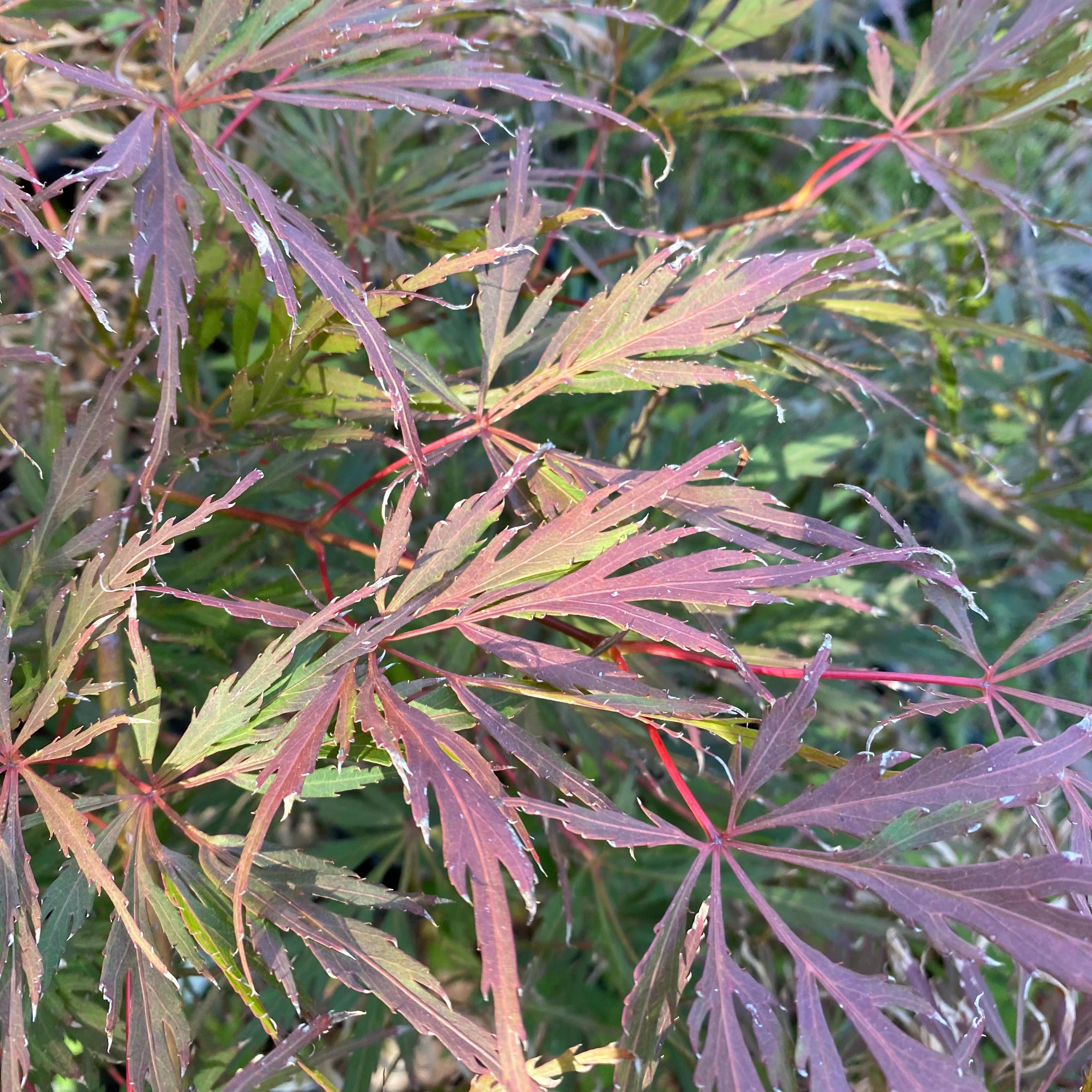 Acer palmatum dissectum Lionheart-Yamina Rare Plants