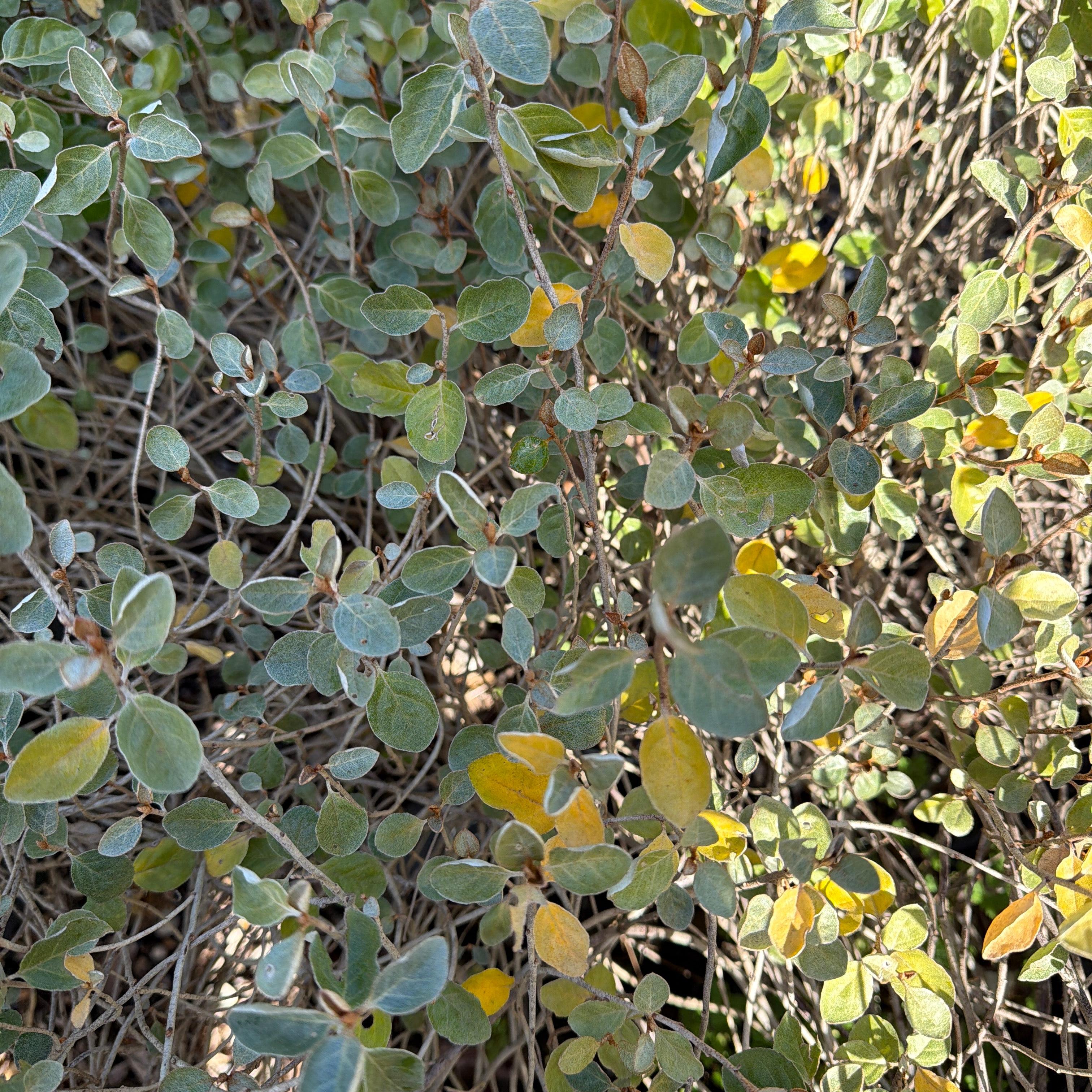 Close-up of a dense leafy shrub with oval green to yellow-green leaves and thin brown branches in natural outdoor light.