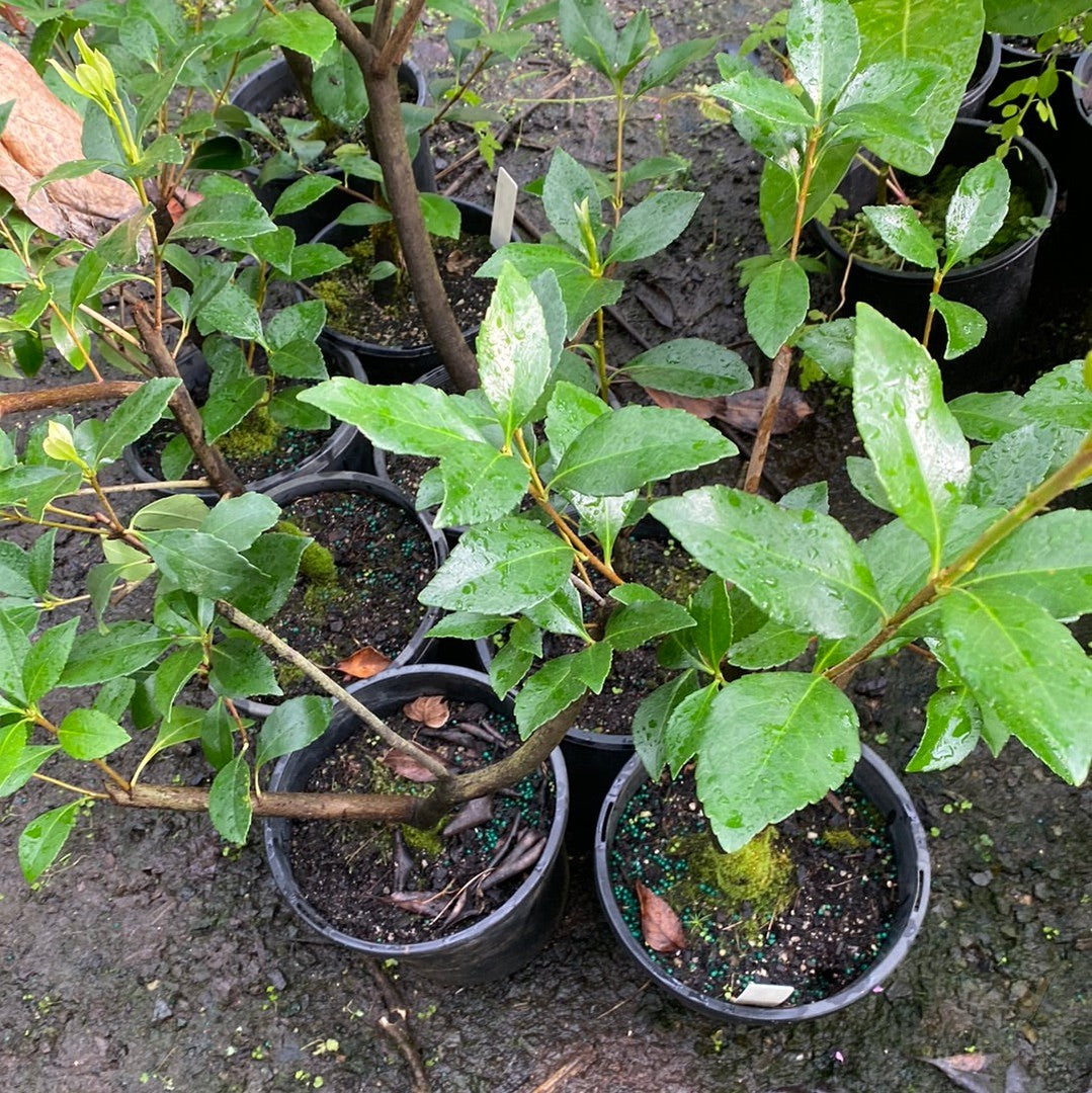 Rhaphiolepis indica Spring Time-Yamina Rare Plants