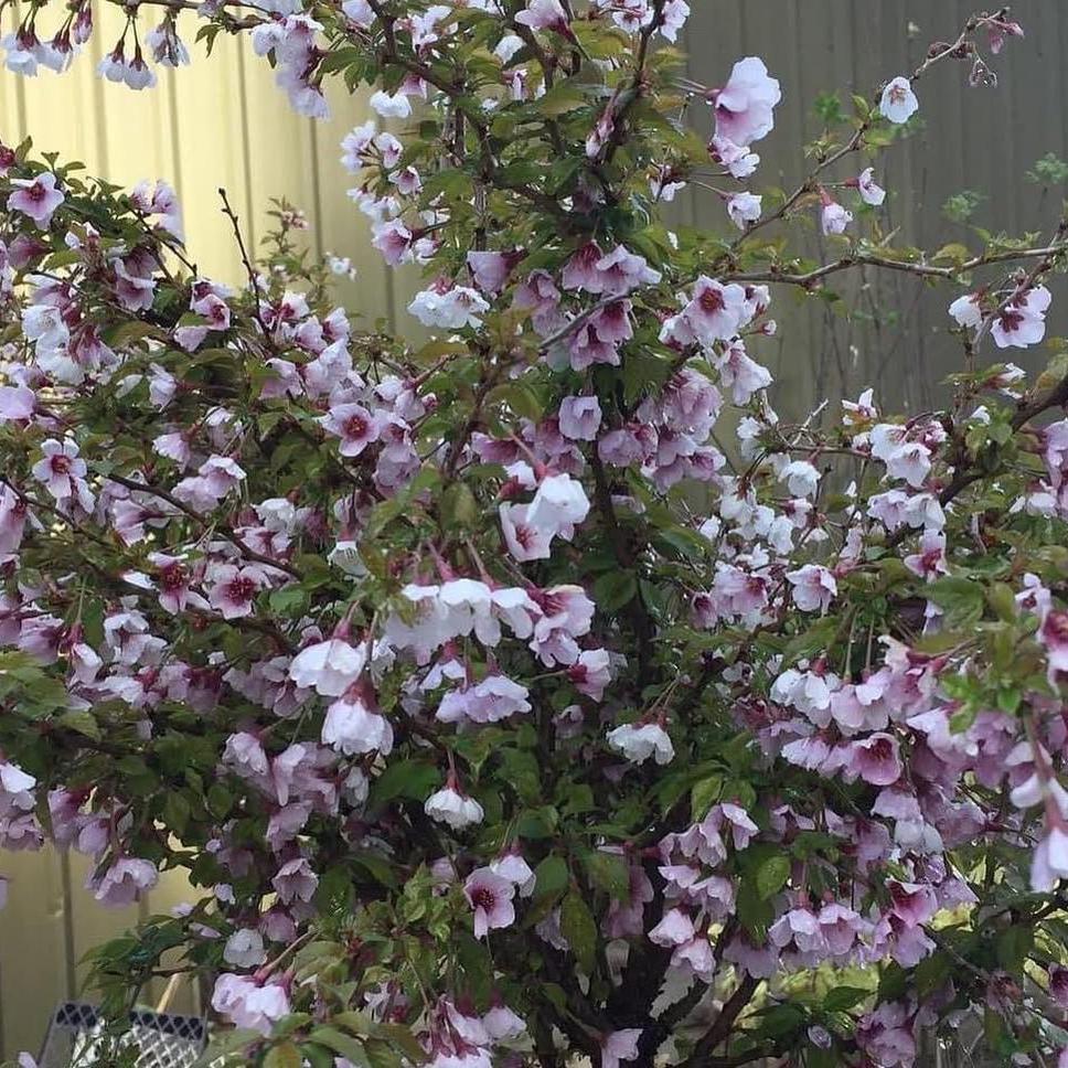 Prunus incisa Kojo-No-Mai (Fuji Cherry)-Yamina Rare Plants