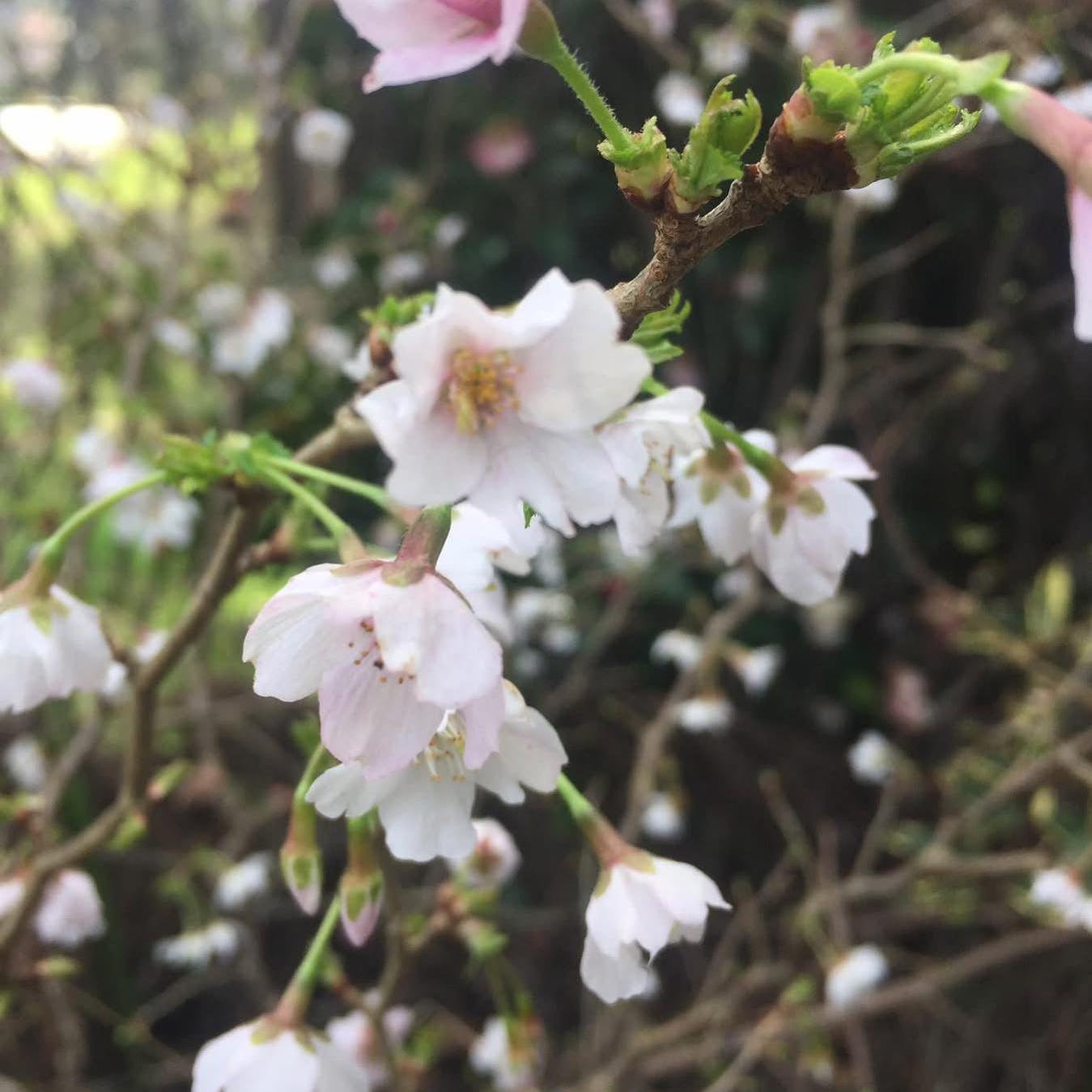 Prunus incisa Kojo-No-Mai (Fuji Cherry)-Yamina Rare Plants