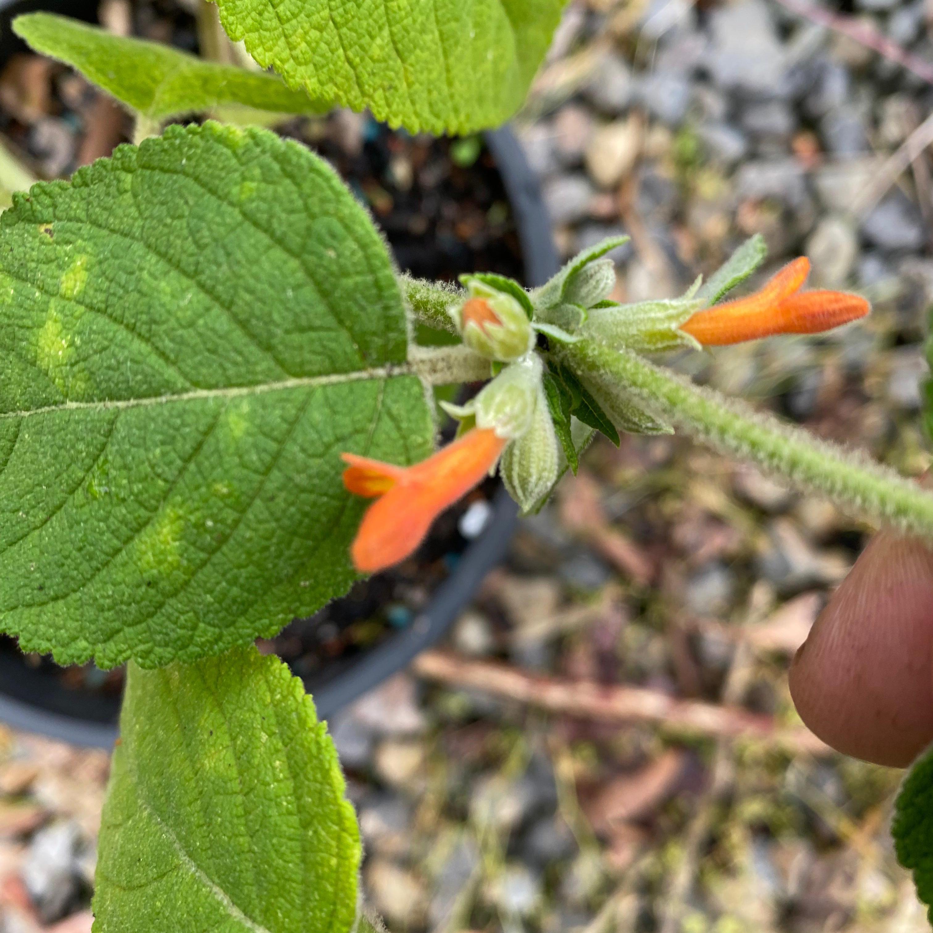 Colquhounia coccinea-Yamina Rare Plants
