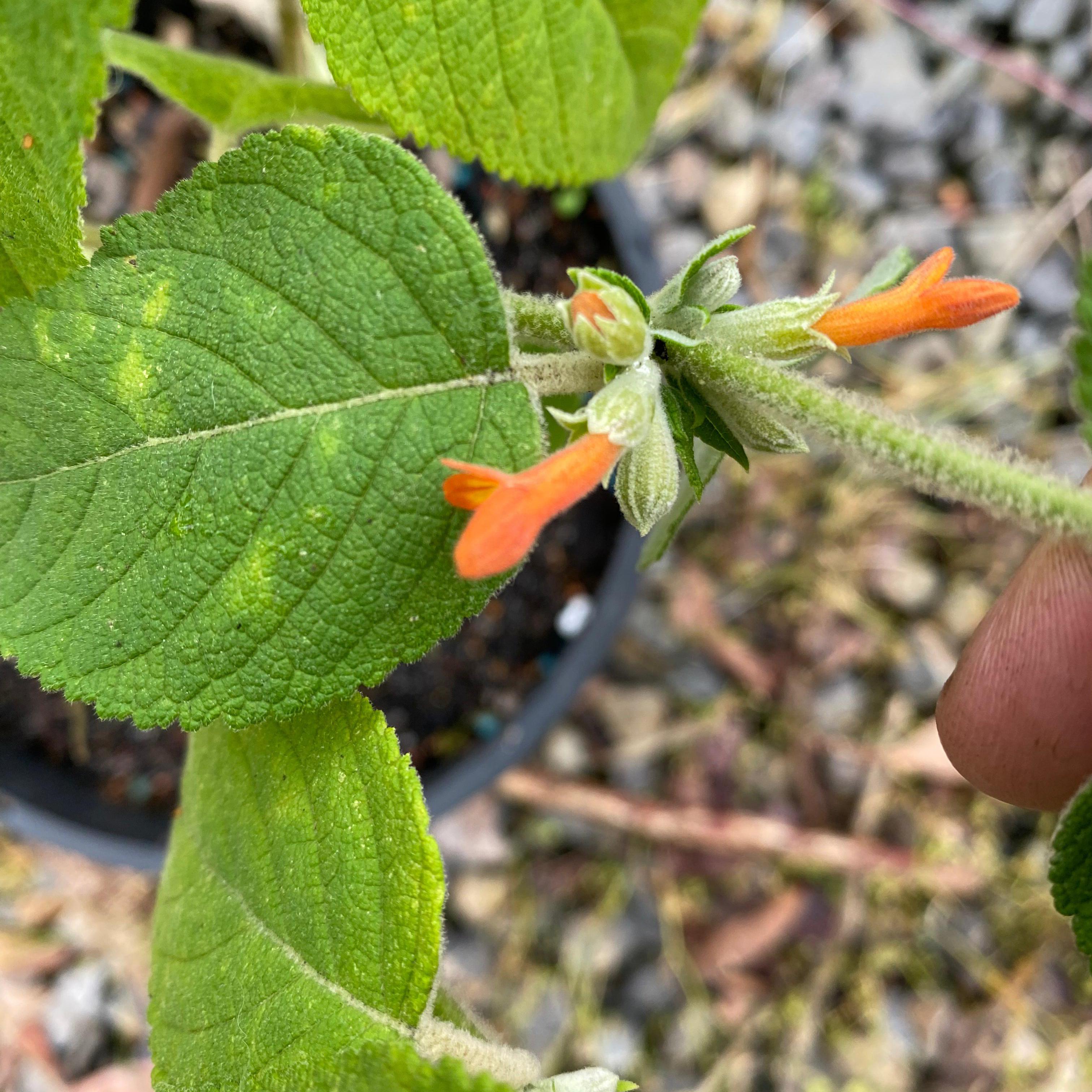 Colquhounia coccinea-Yamina Rare Plants