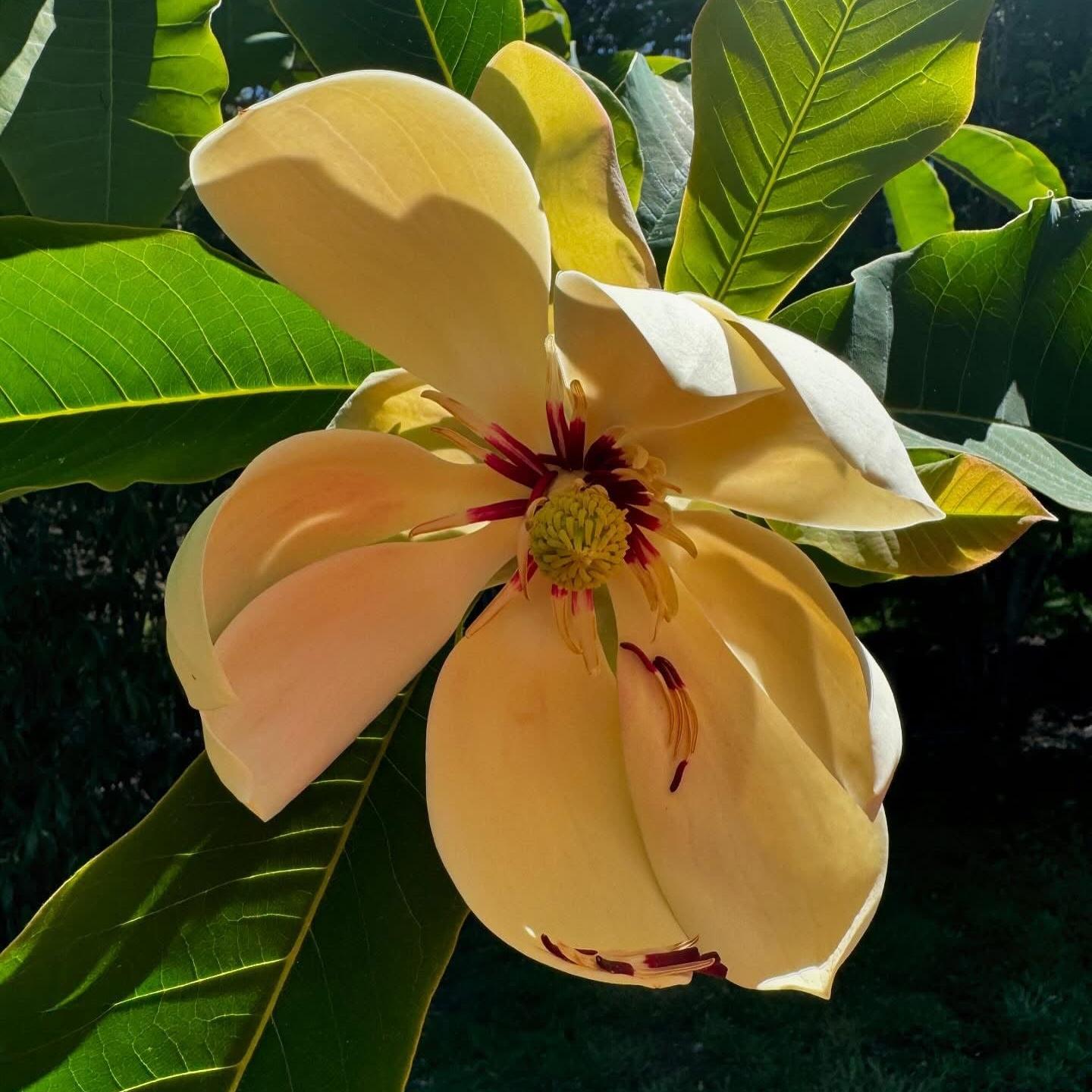 Magnolia obovata