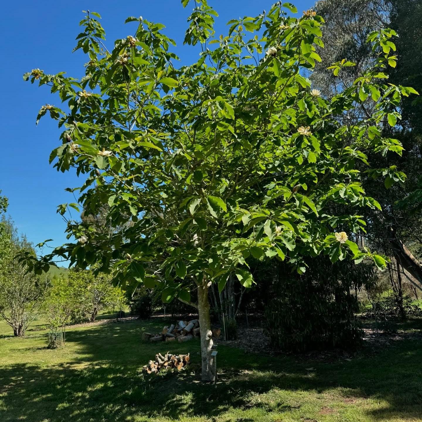 Magnolia obovata
