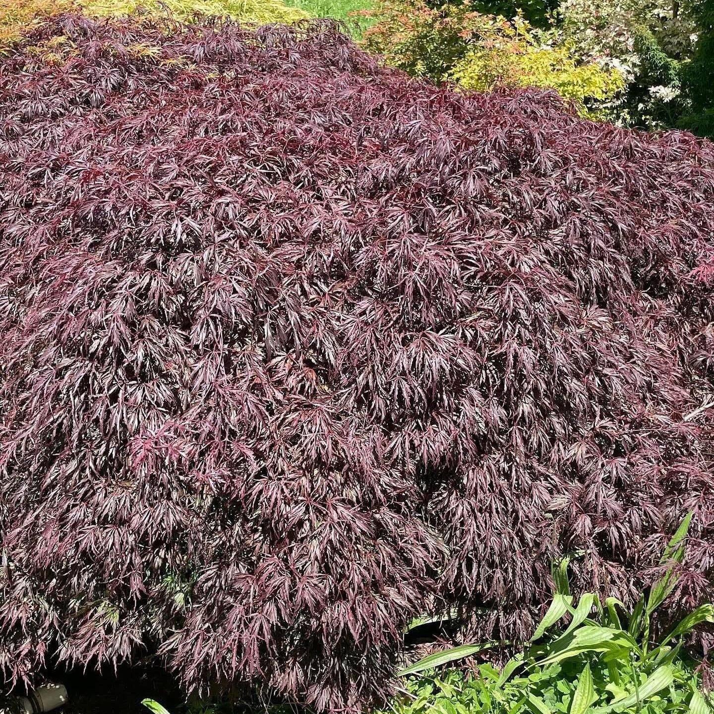 Acer palmatum dissectum ‘Octopus’