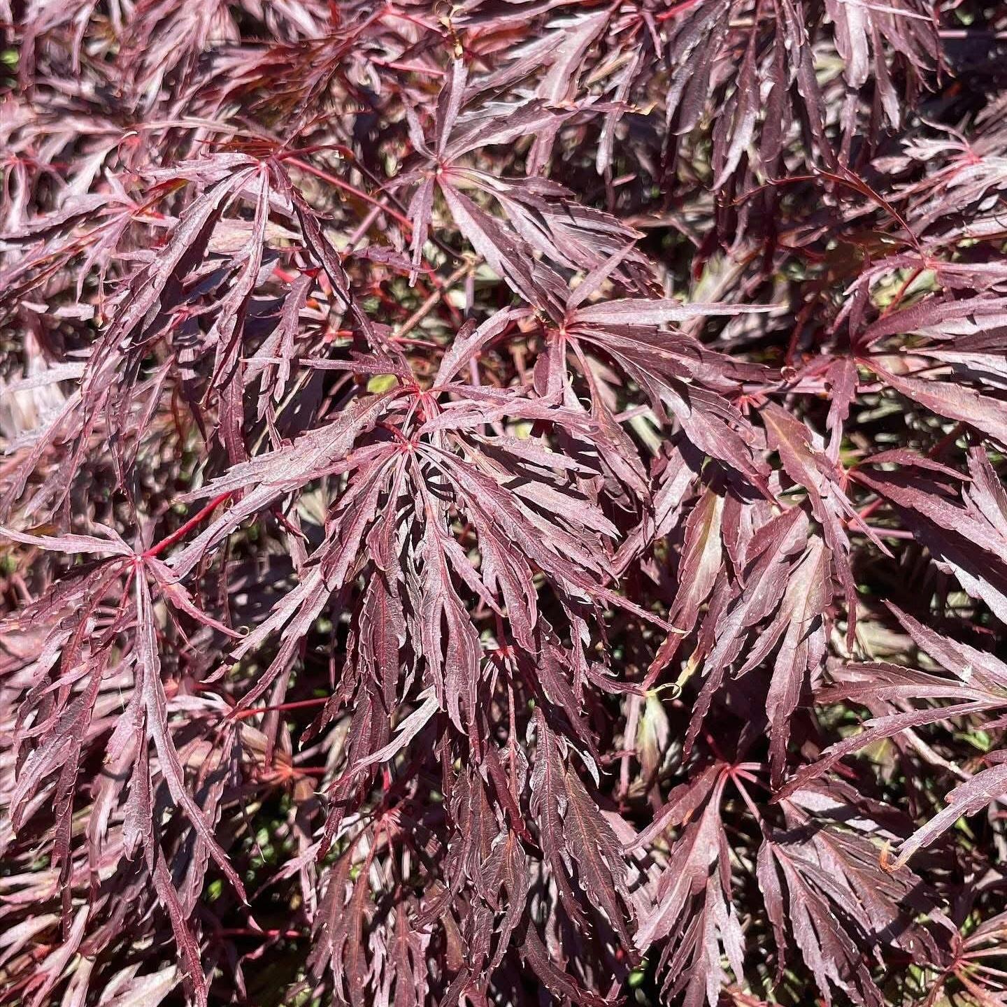 Acer palmatum dissectum ‘Octopus’