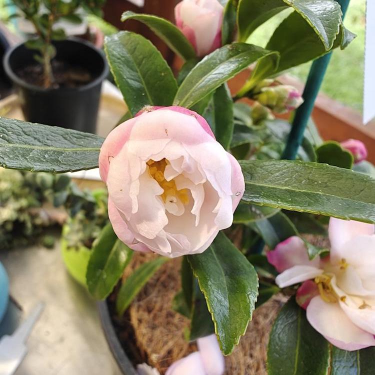 Camellia Baby Bear Semi-Double