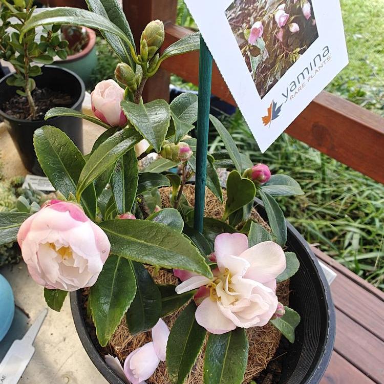 Camellia Baby Bear Semi-Double