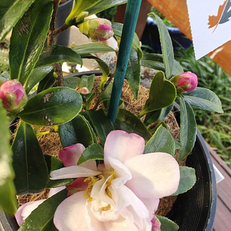 Camellia Baby Bear Semi-Double