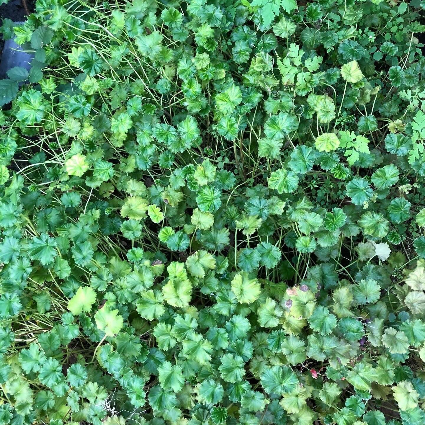 Gunnera magellanica