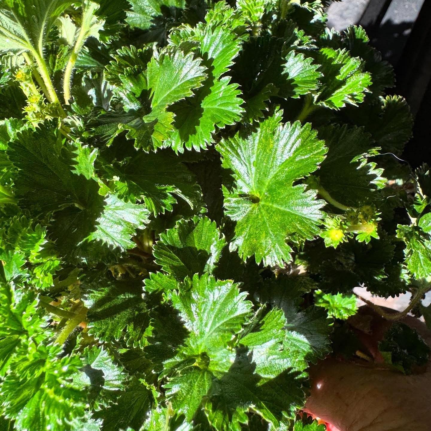 Gunnera magellanica