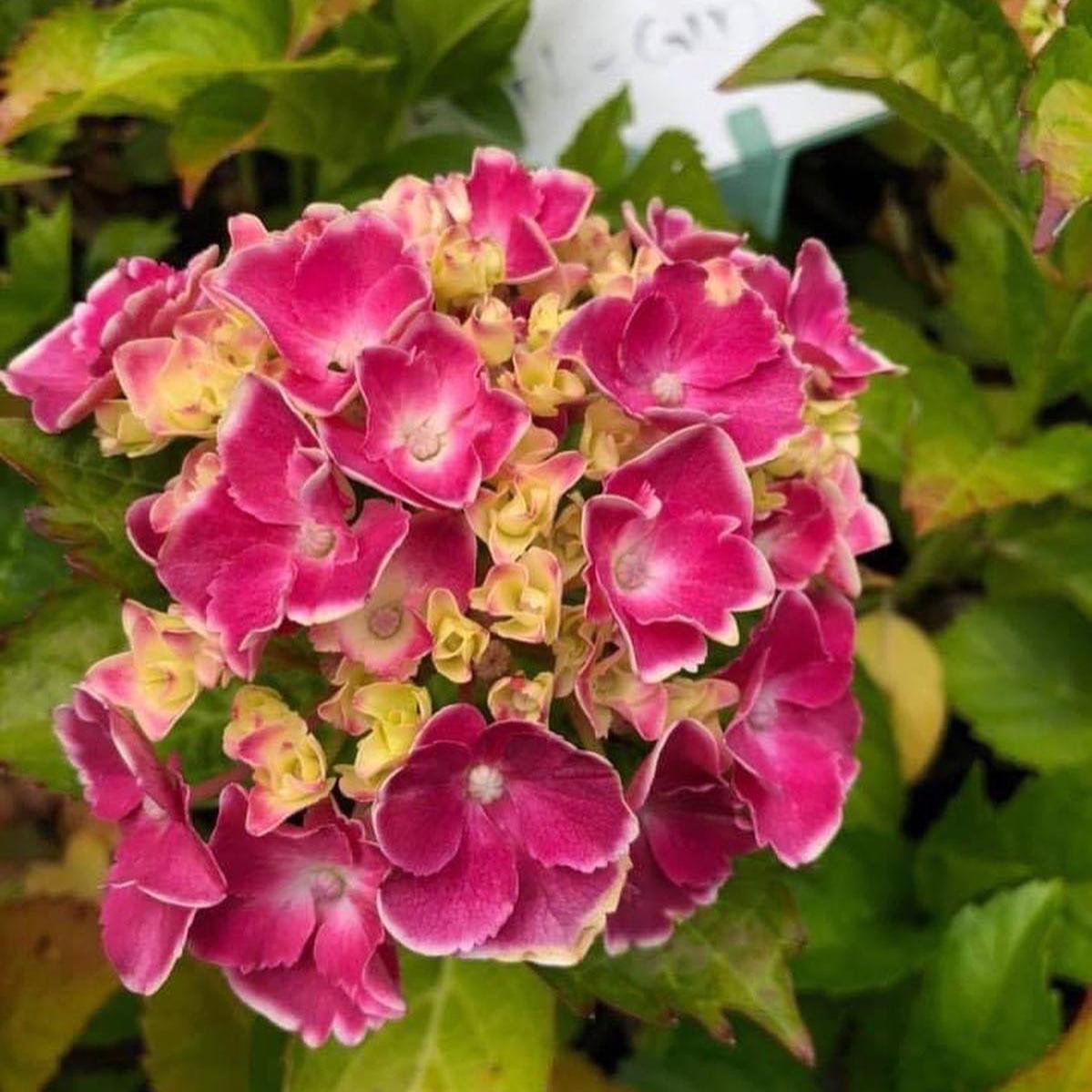 Hydrangea macrophylla Harlequin
